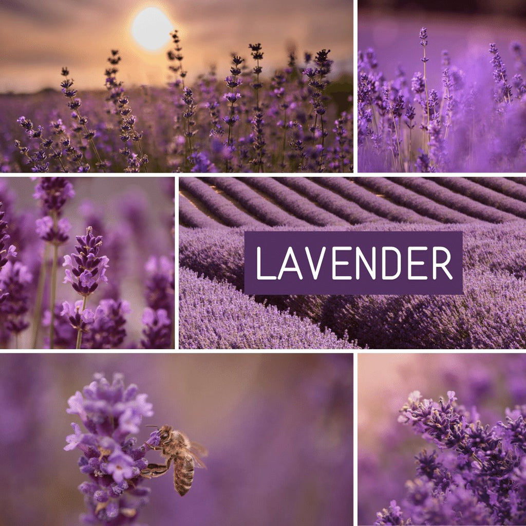 בשמי לבנדר | Lavender | בשמי נישה | לובן מור